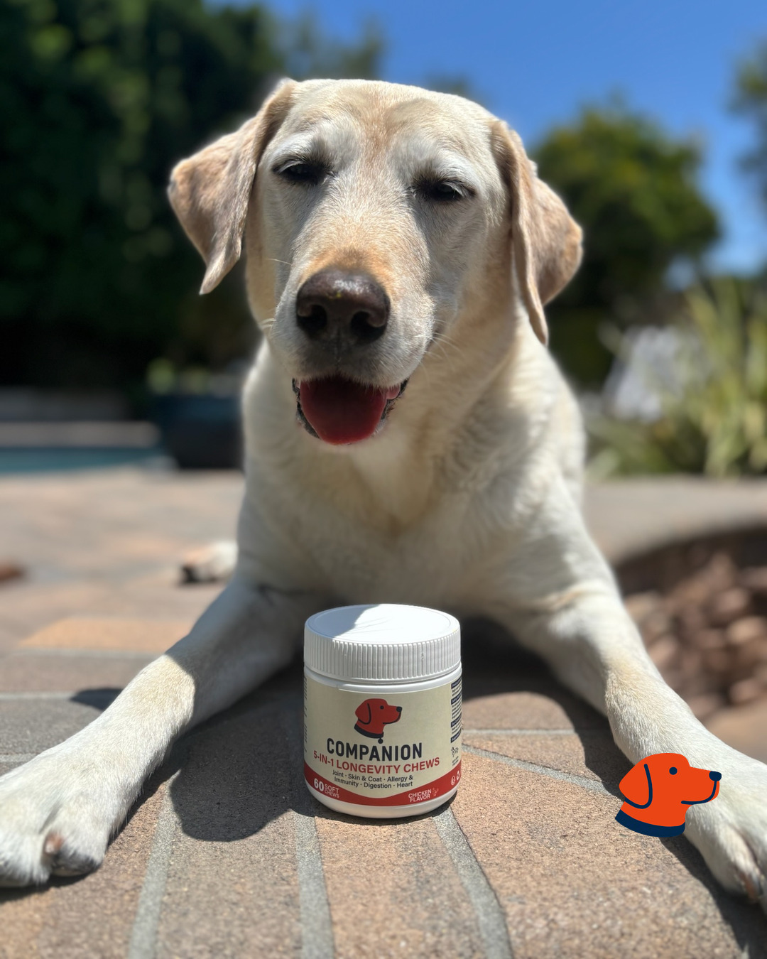 A Labrador outdoors with Companion Longevity Chews